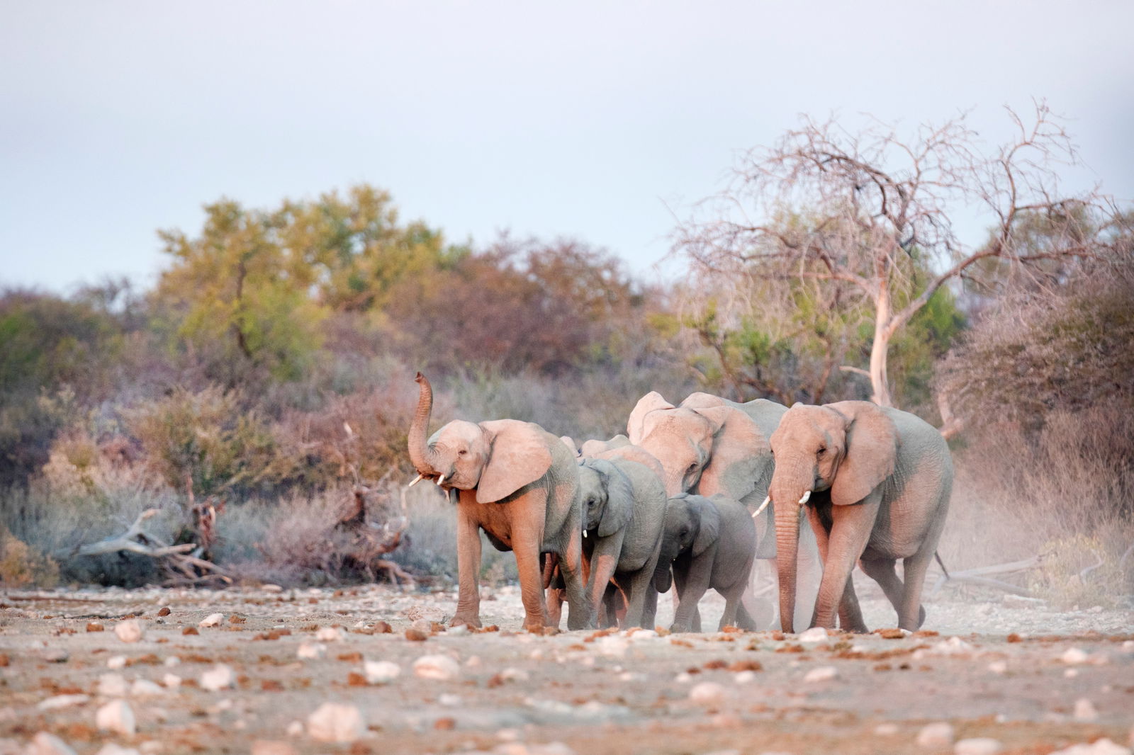 Main cover image for Africa