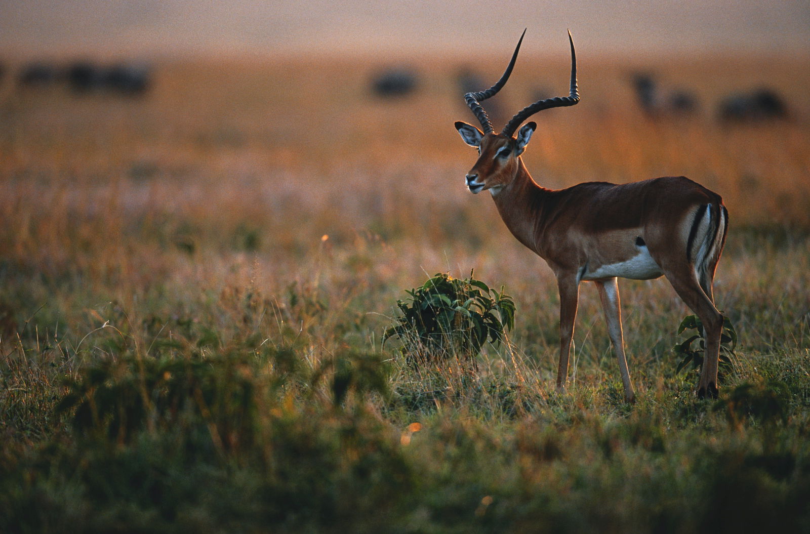 Main cover image for Kenya, Africa