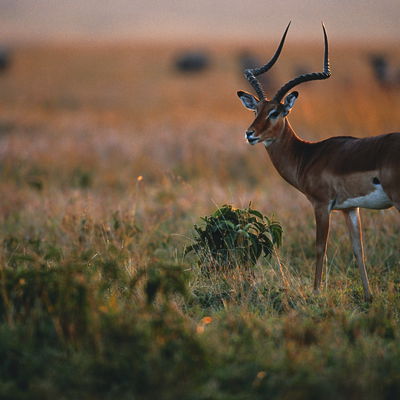 Main cover image for Kenya, Africa