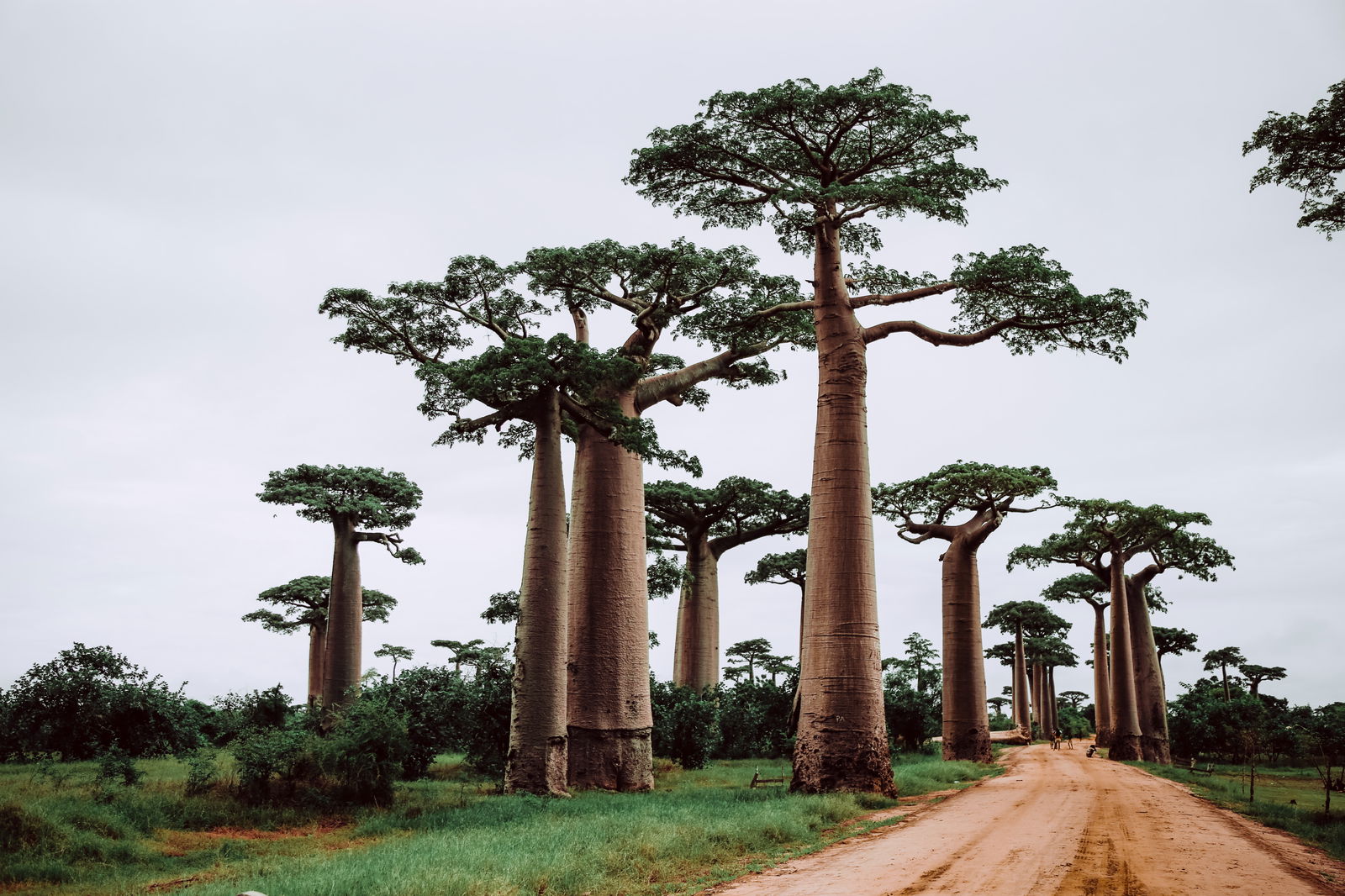 Main cover image for Madagscar, Africa