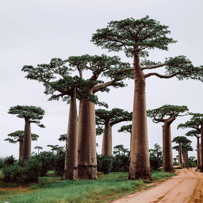 Main cover image for Madagscar, Africa