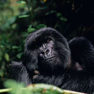 Main cover image for Rwanda, Africa