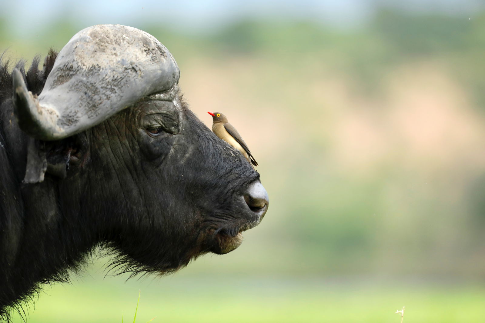 Main cover image for Tanzania, Africa