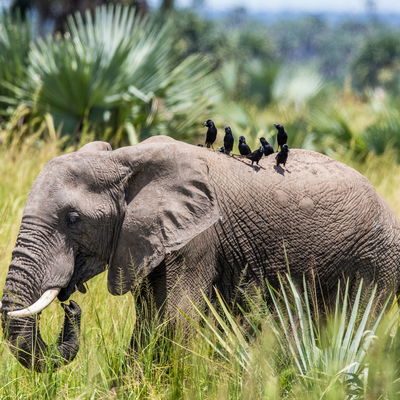 Main cover image for Uganda, Africa