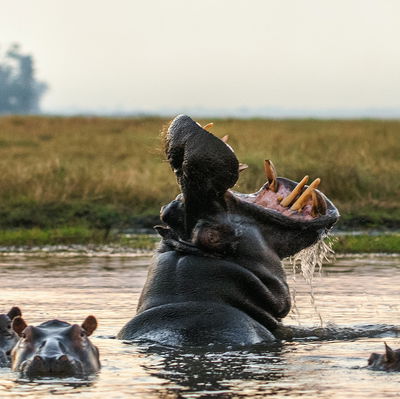 Main cover image for Zambia, Africa