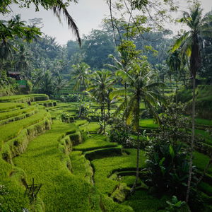 Is Visiting Bali Expensive | Travel Facts